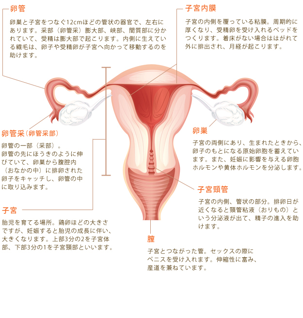 女性生殖器のしくみ